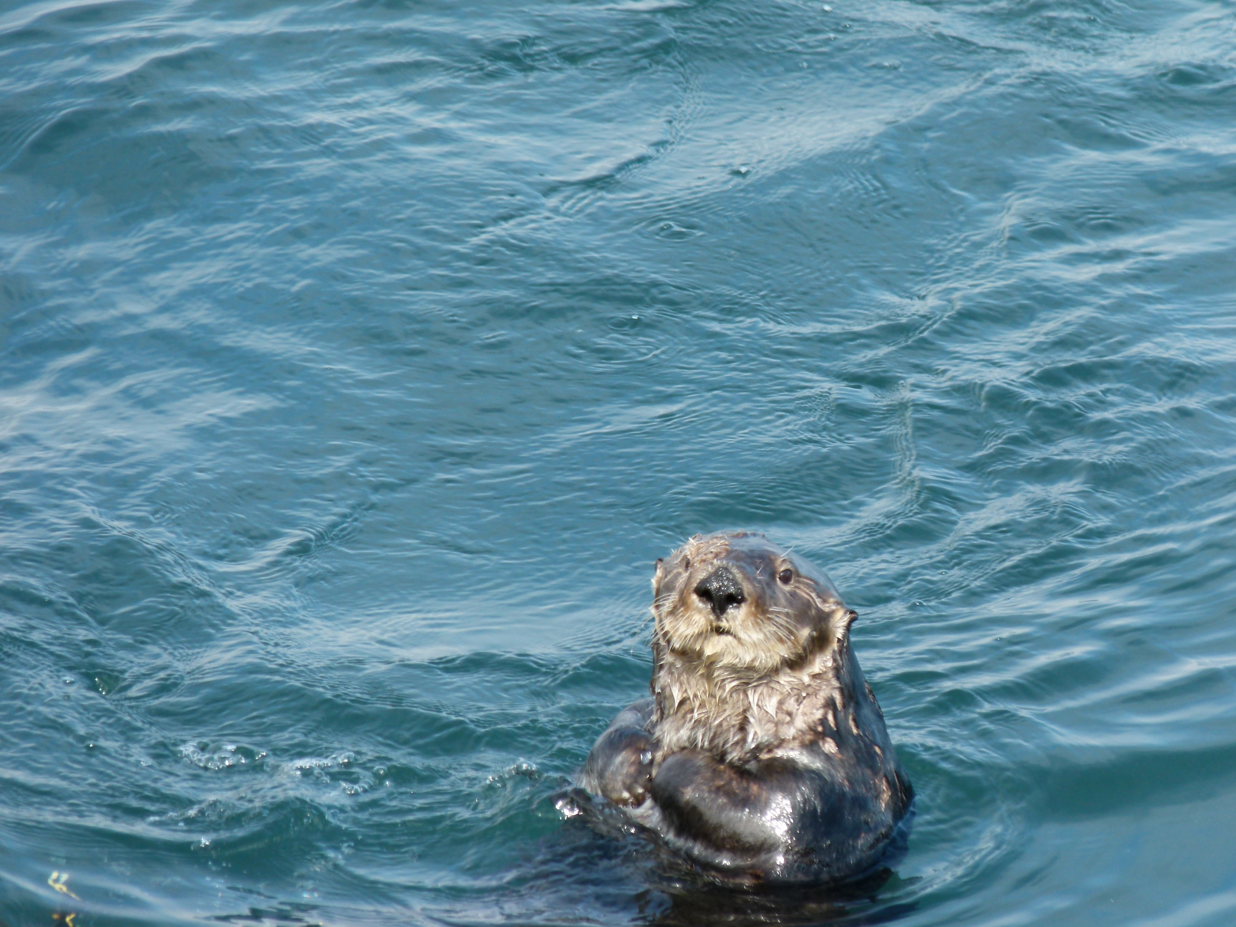 Seeotter